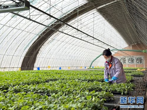 果蔬住上科技房，智慧農業種出新花樣
