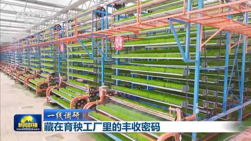 一線調(diào)研丨育秧工廠變身蔬菜基地 一廠多用掌握豐收密碼